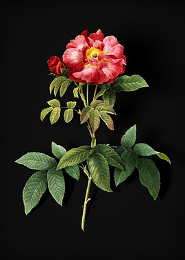 Blooming Provins Rose