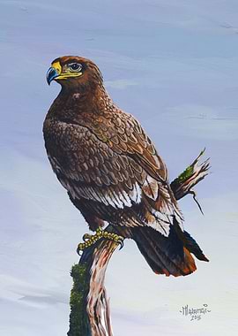 Steppe Eagle