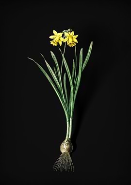 Lesser Wild Daffodil