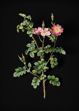 Prickly Sweetbriar Rose