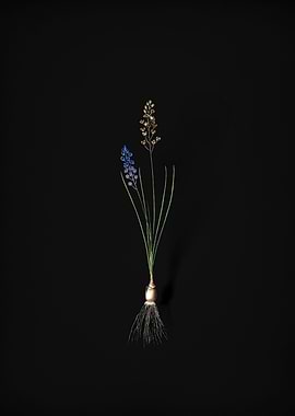 Vintage Autumn Squill