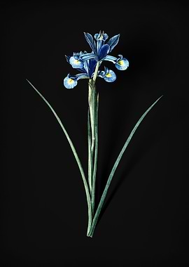 Vintage Spanish Iris