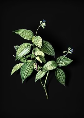 Tradescantia Erecta