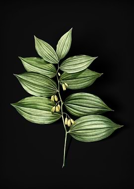 Vintage King Solomons Seal