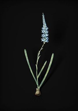 Vintage Ixia Cepacea