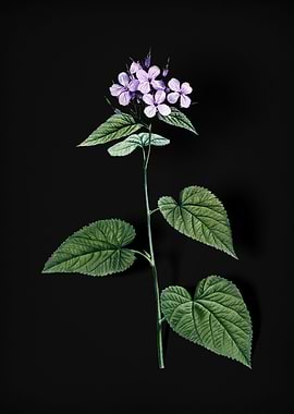 Morning Glory Flower