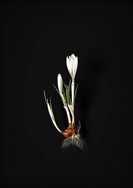 Vintage Spring Crocus