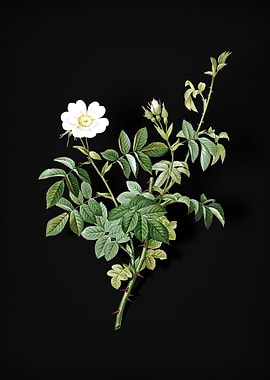 Vintage White Downy Rose