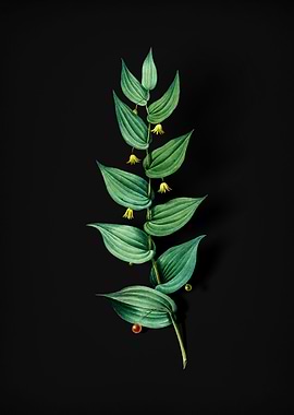 Vintage Twistedstalk