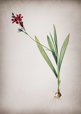 Gladiolus Mucronatus