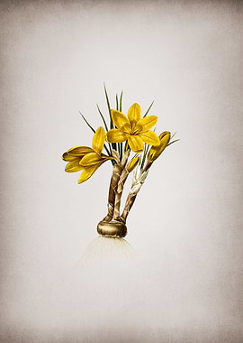 Vintage Crocus Luteus