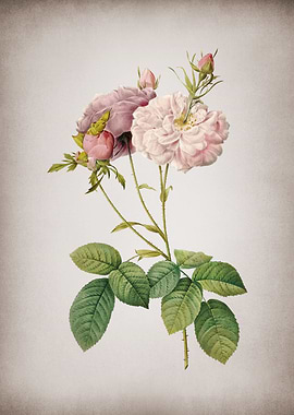 Blooming Damask Rose