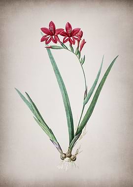 Gladiolus Cardinalis
