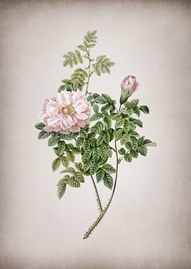 Blooming Ventenats Rose