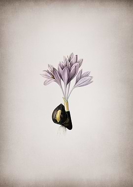 Vintage Autumn Crocus