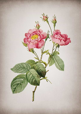 Anemone Centuries Rose