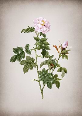 Blooming Pink Rosebush