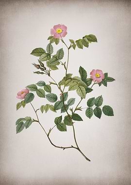 Blooming Sweetbriar Rose