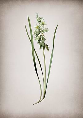 Drooping Star of Bethlehem