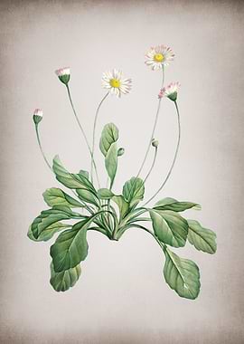 Blooming Daisy Flowers