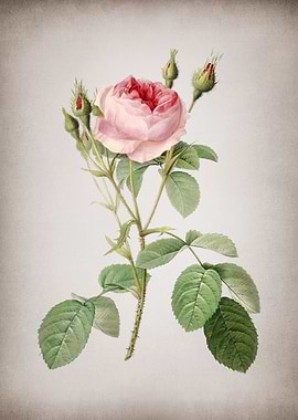 Vintage Double Moss Rose