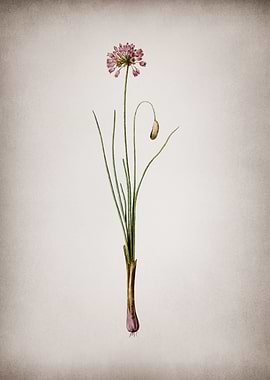 Vintage Autumn Onion