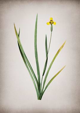 Vintage Iris Martinicensis