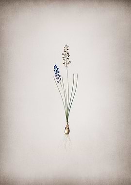 Vintage Autumn Squill