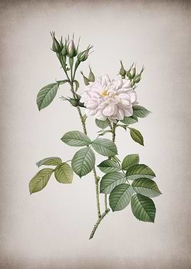 Vintage Autumn Damask Rose