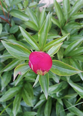 Peony sprout