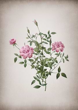 Blooming Dwarf Rosebush