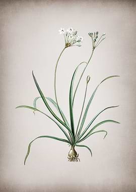Vintage Allium Fragrans