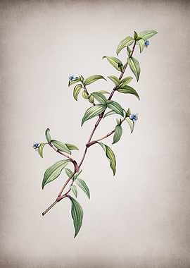 Vintage Birdbill Dayflower