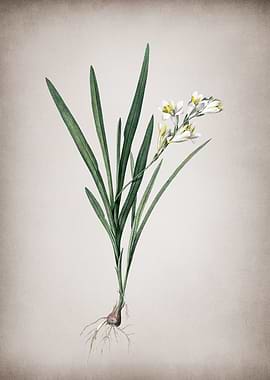 Gladiolus Xanthospilus