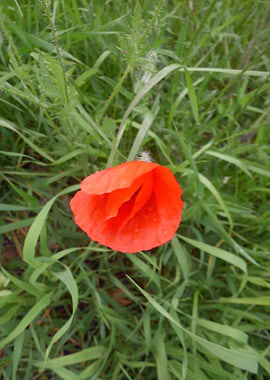 Poppy flower