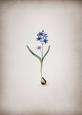 Vintage Alpine Squill