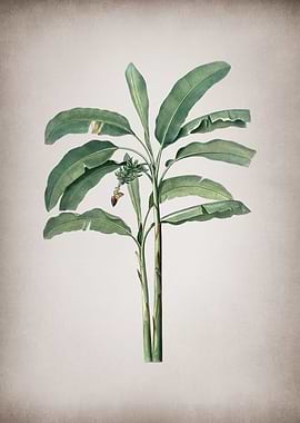Vintage Banana Tree