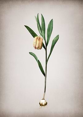 Fritillaria Latifolia