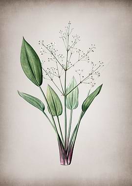 European Water Plantain