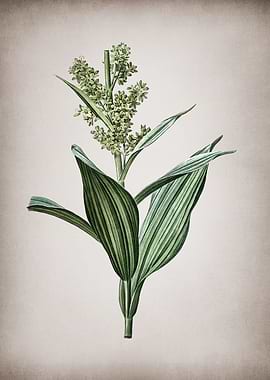 Vintage False Helleborine