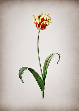 Vintage Didiers Tulip