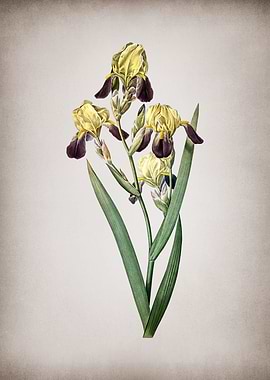 Vintage Elder Scented Iris