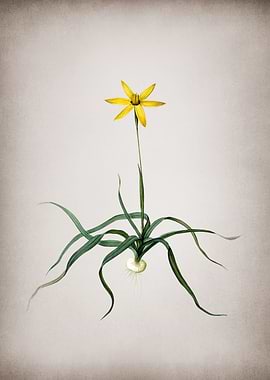 Vintage Hypoxis Stellata