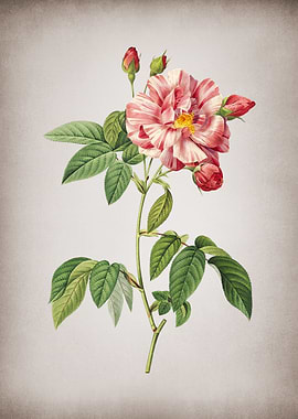 Variegated French Rosebush