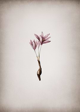 Vintage Autumn Crocus