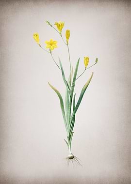 Vintage Ixia Bulbifera