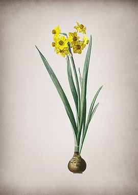 Vintage Daffodil