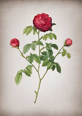 Agatha Rose in Bloom