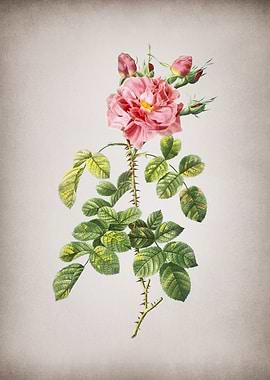 Vintage Four Seasons Rose