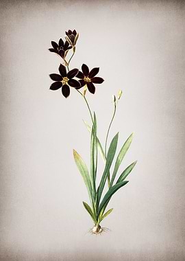 Vintage Ixia Grandiflora